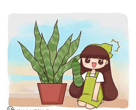 花卉虎皮兰怎么养