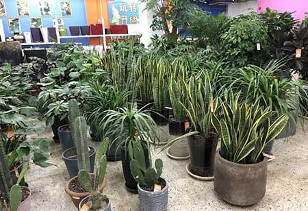 花卉虎皮兰怎么养