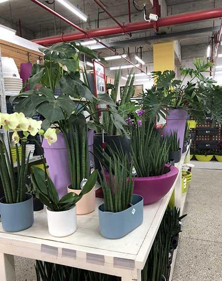 花卉虎皮兰怎么养