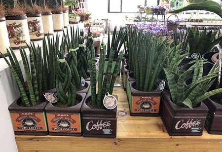 花卉虎皮兰怎么养