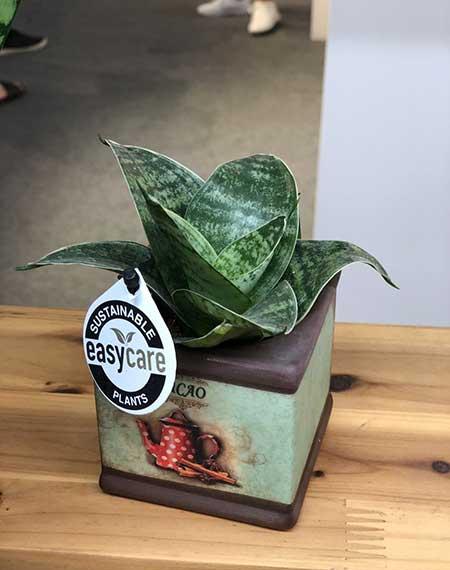 花卉虎皮兰怎么养