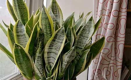 花卉虎皮兰怎么养