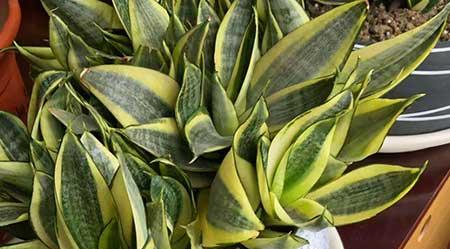 花卉虎皮兰怎么养