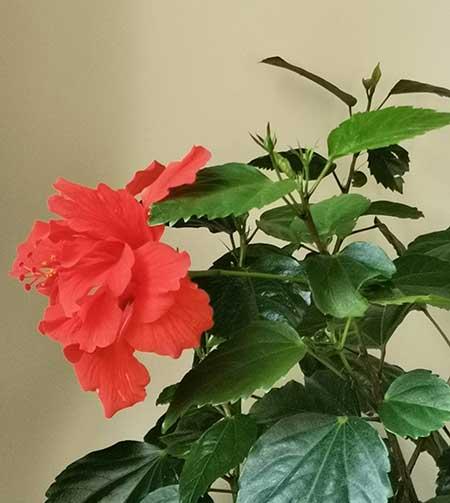 花卉扶桑的养殖方法