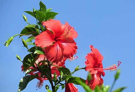 花卉扶桑的养殖方法