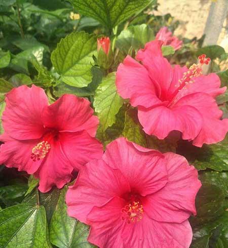 花卉扶桑的养殖方法