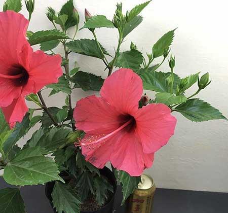 花卉扶桑的养殖方法