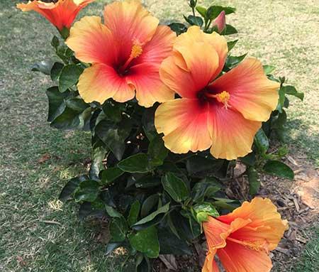 花卉扶桑的养殖方法