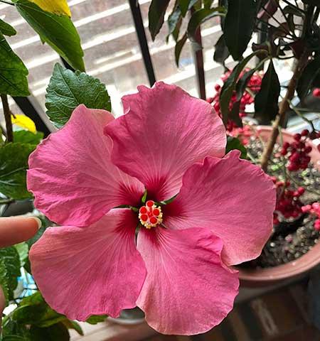 花卉扶桑的养殖方法