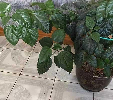 花卉扶桑的养殖方法