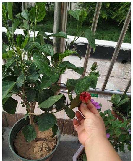 花卉扶桑的养殖方法