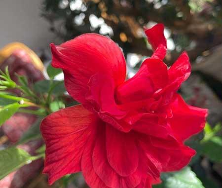 花卉扶桑的养殖方法