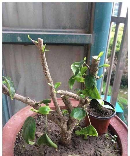 花卉扶桑的养殖方法