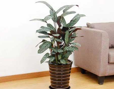 花卉飞羽怎么养