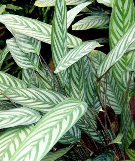 花卉飞羽怎么养