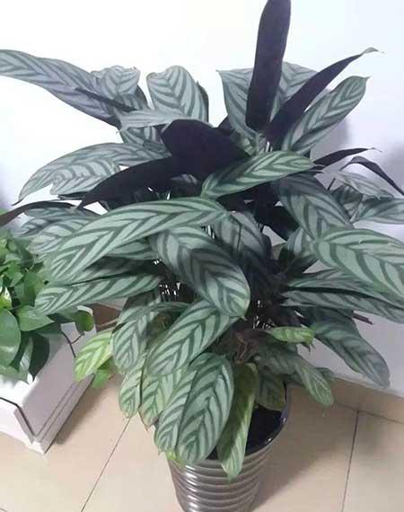 花卉飞羽怎么养