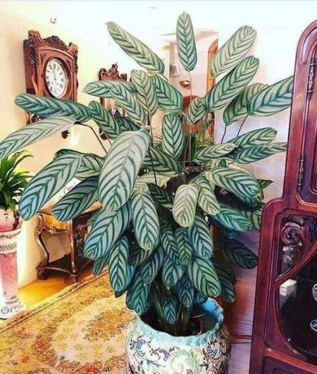 花卉飞羽怎么养