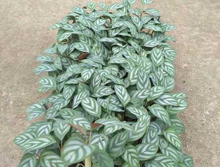 花卉飞羽怎么养