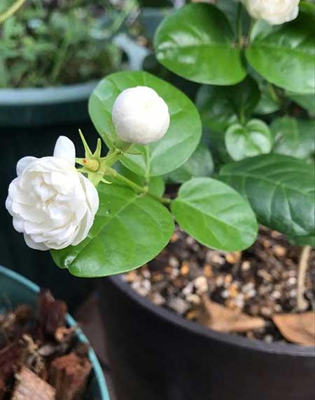 花卉的养殖常识