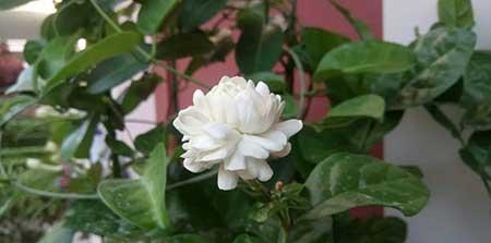 花卉的养殖常识