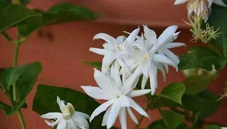 花卉的养殖常识