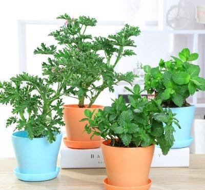 花卉薄荷怎么养