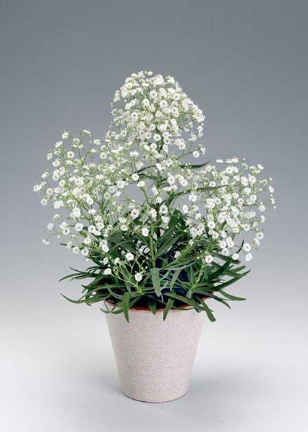 花草满天星怎么养