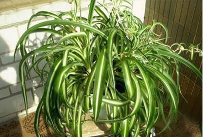 花草吊兰怎么养