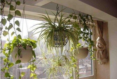 花草吊兰怎么养