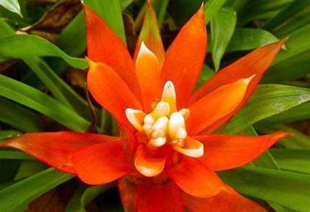 鸿运当头这个植物怎么养