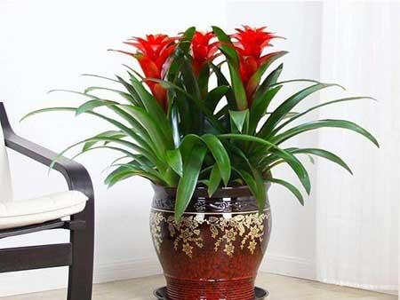 鸿运当头这个植物怎么养