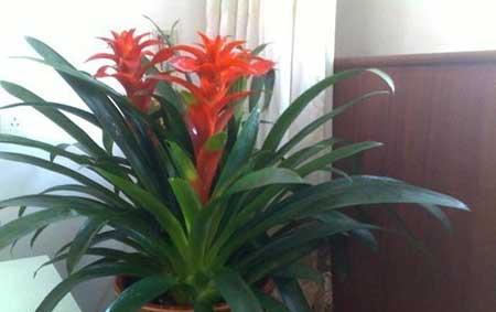 鸿运当头这个植物怎么养