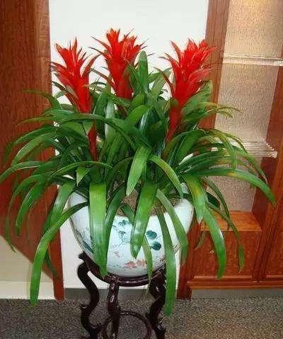 鸿运当头这个植物怎么养