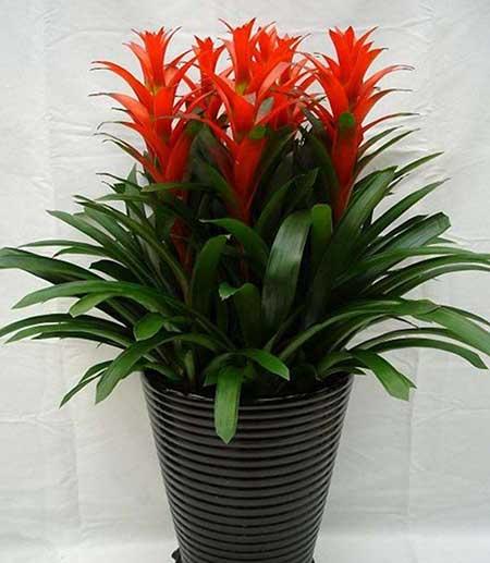 鸿运当头盆花怎么养