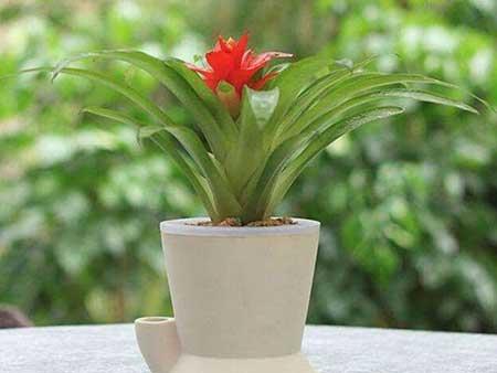 鸿运当头盆花怎么养