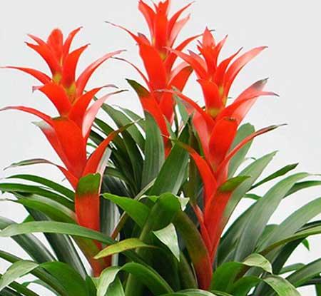 鸿运当头盆花怎么养