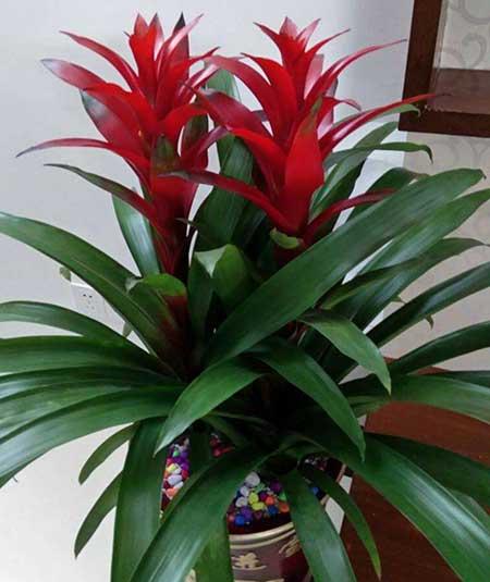 鸿运当头盆花怎么养