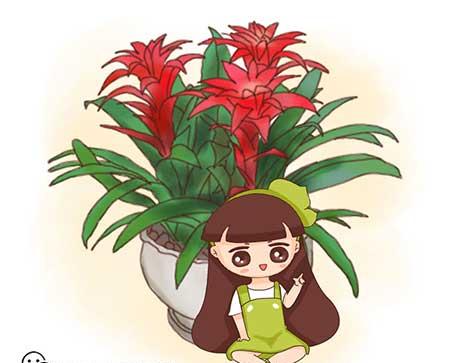 鸿运当头的植物怎么养