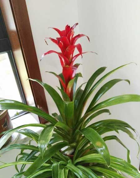 鸿运当头的植物怎么养