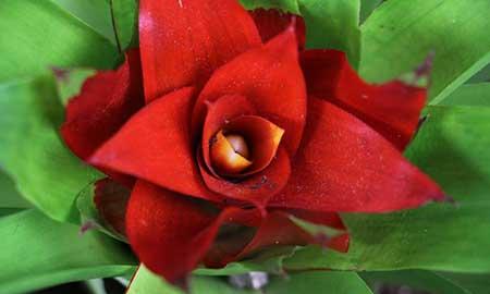 鸿运当头的植物怎么养