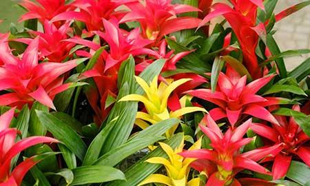 鸿运当头的植物怎么养