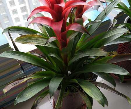 鸿运当头的植物怎么养