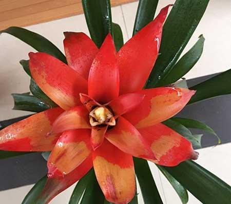 鸿运当头的花怎么保养