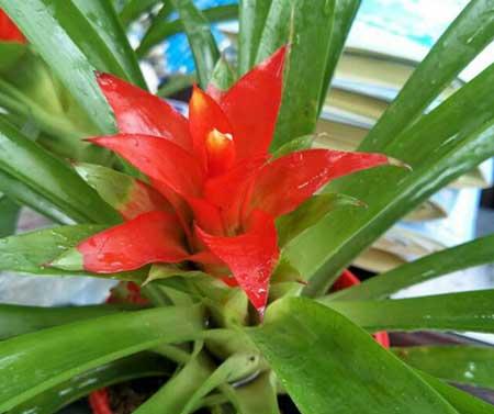 鸿运当头的花怎么保养