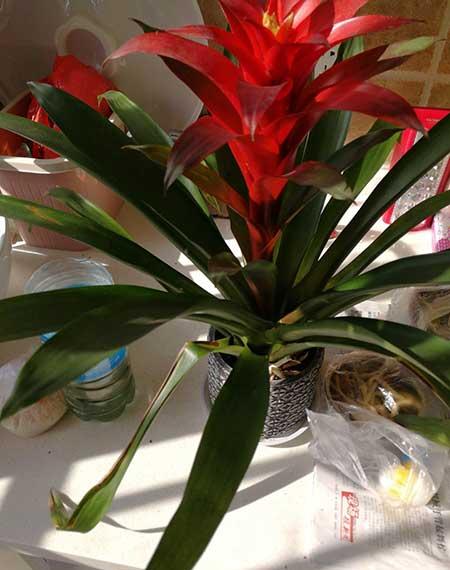 鸿运当头的花怎么保养