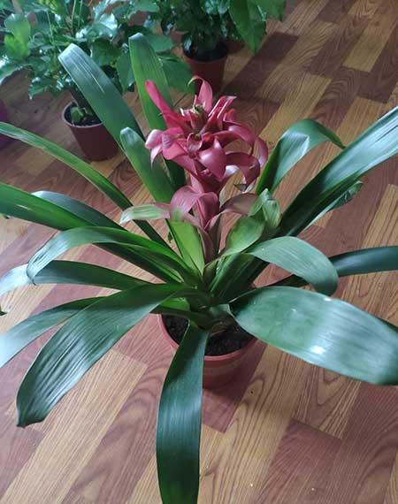 鸿运当头的花怎么保养