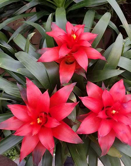 鸿运当头的花怎么保养