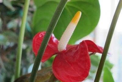 红掌水培植物怎么养