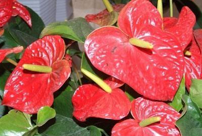 红掌水培植物怎么养