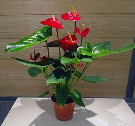 红掌花适合在室内养吗一